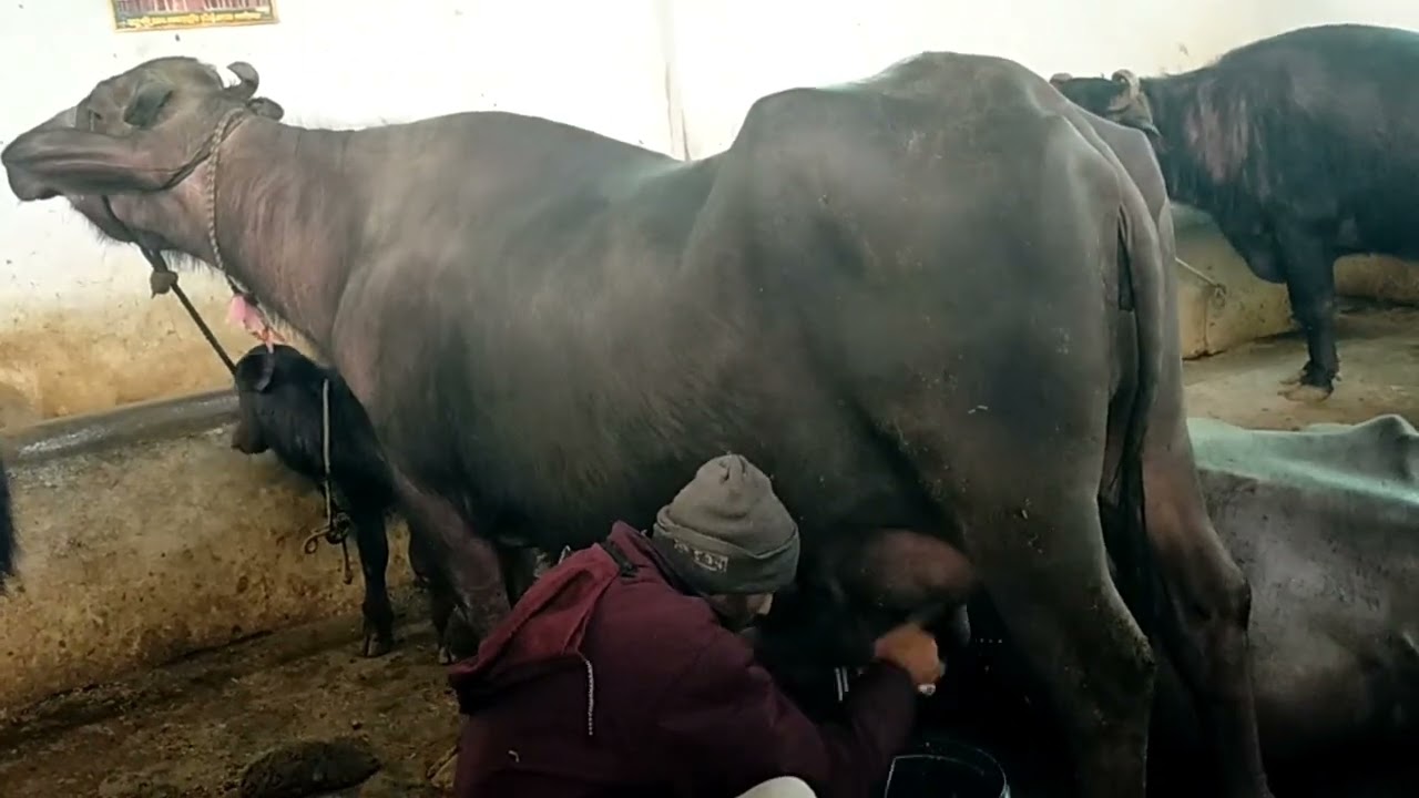 ₹90,000 की भैंस | 20 लीटर दूध की सच्चाई 🐃 | डेरी फार्म पूरी जानकारी | Buffalo Dairy Farming