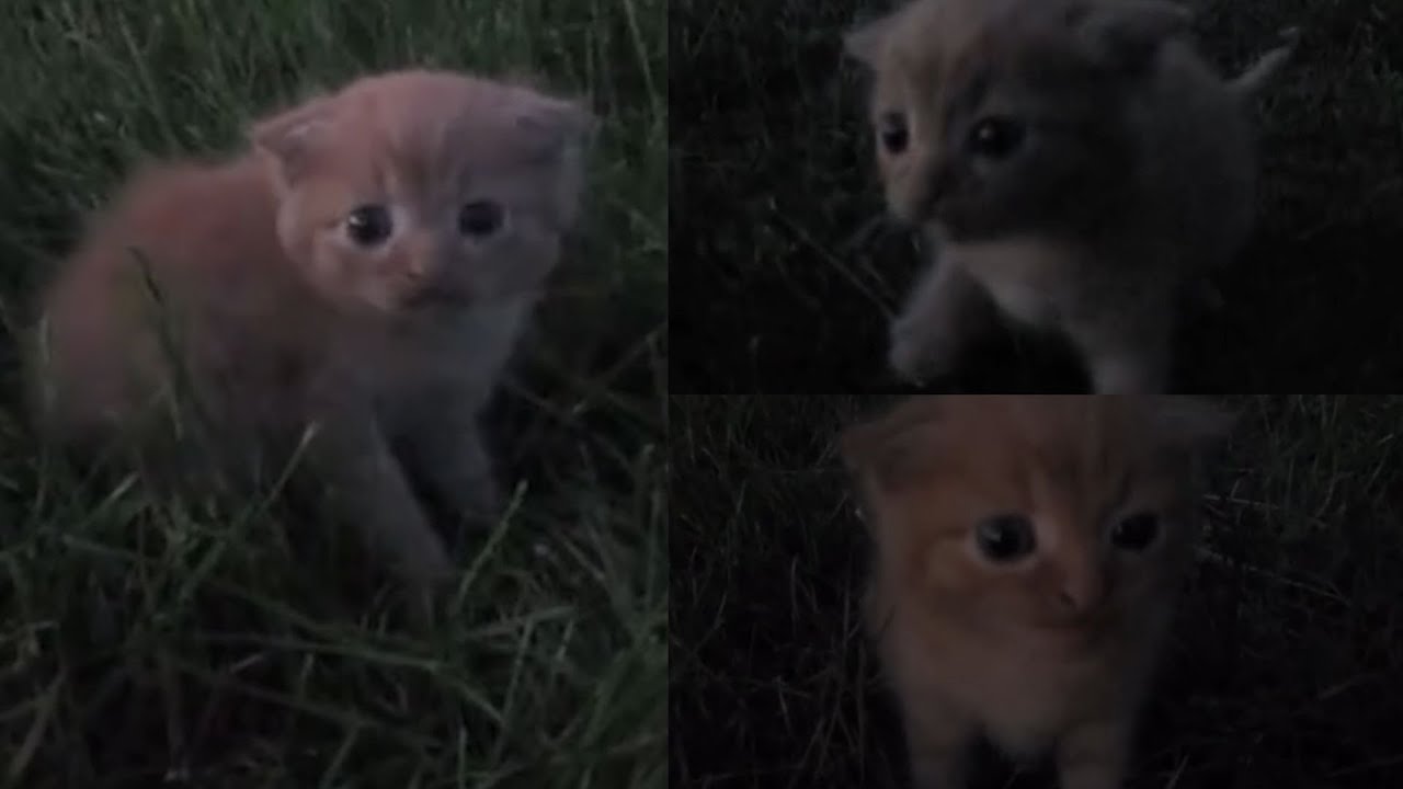 small kitty in grass.mp4 (compilation part 2)