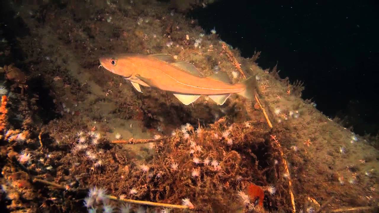 10 Wat is er gebeurd met de kabeljauw