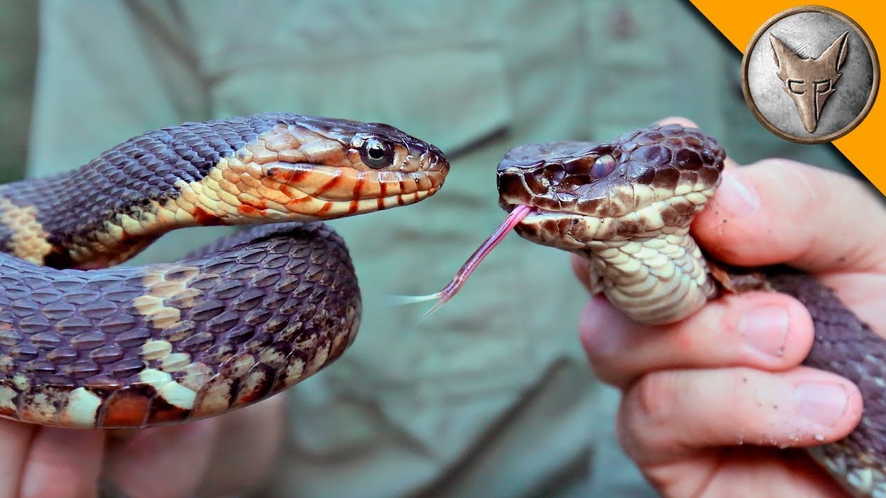 Cottonmouth vs Wasserschlange! Giftige Schlange vs Ungiftige Schlange | Brave Wilderness Deutsch
