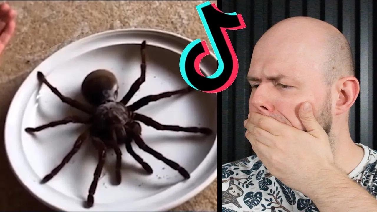 Aranha do tamanho de um cachorro? Reagindo aos vídeos dos inscritos! Parte 2