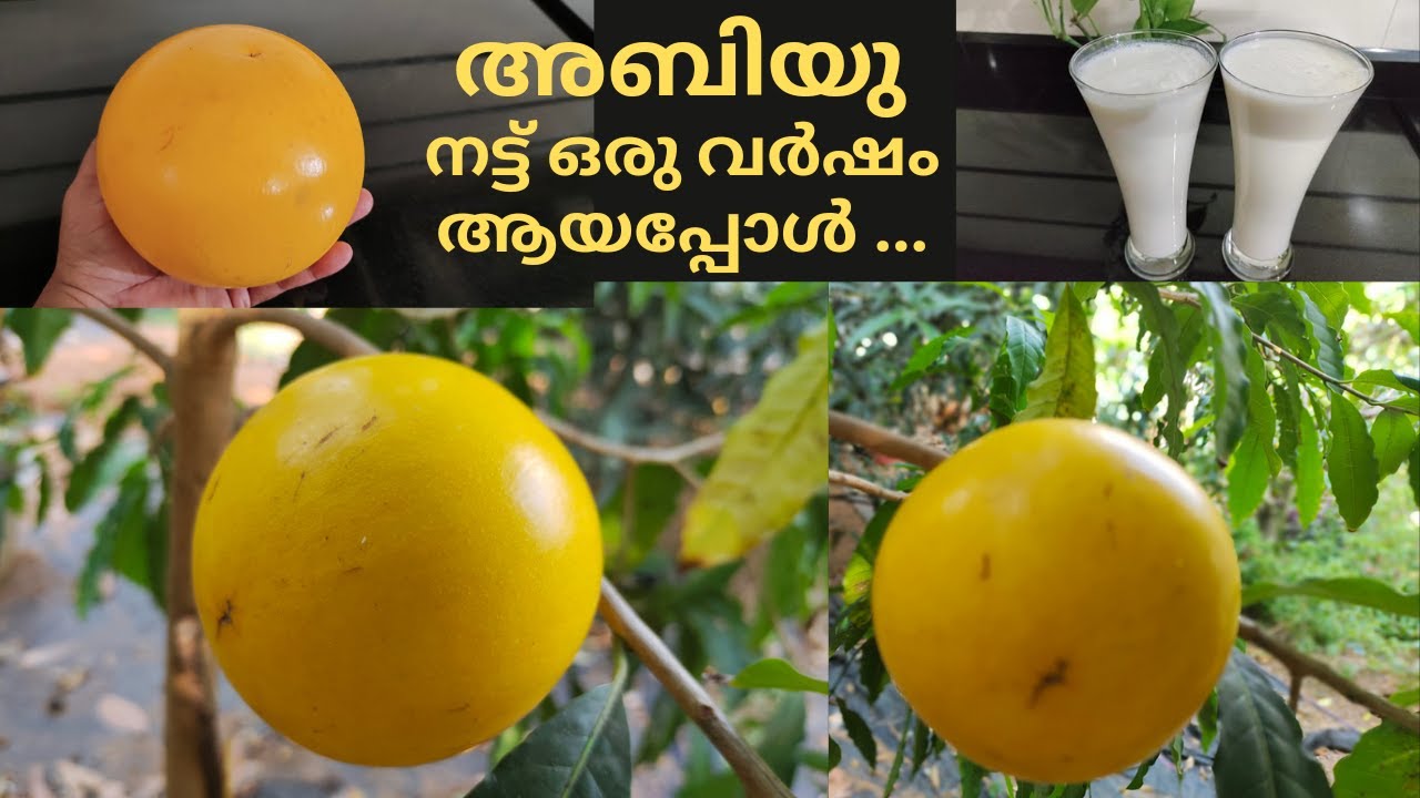 അബിയു നട്ട് ഒരു വർഷമായപ്പോൾ പൂത്തു കായ്ച്ചു പഴുത്തു/Abiu Fruit Malayalam/Abiu Plant Malayalam