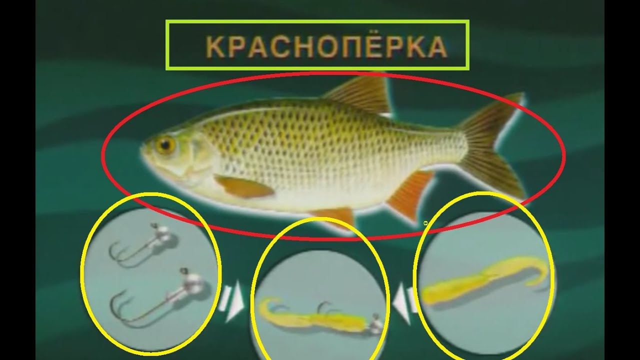 Диалоги о рыбалке -6-  Красноперка, Уклейка
