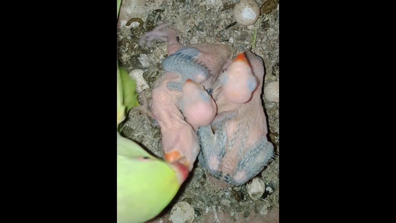 Classic moments hungry Indian Ringneck parrot babies chicks feeding mama wild  Ringneck trying best