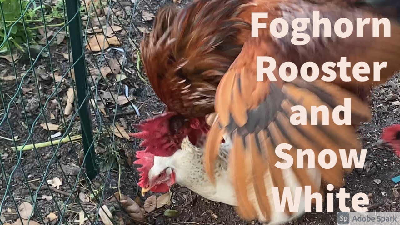 Foghorn Leghorn Rooster and Snow White Hen