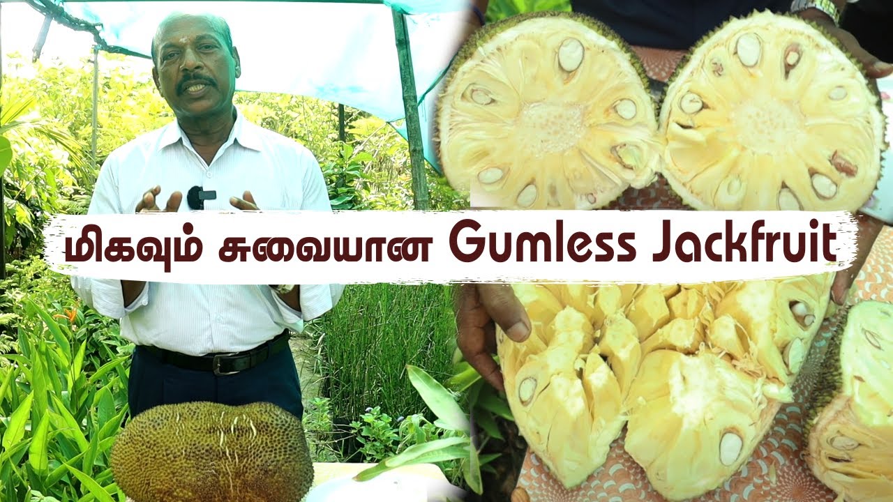 பசப்பு தன்மை இல்லாத ஆப்பிள் பலாபழம் | Unveiling the Mystery of Gumless Jackfruit