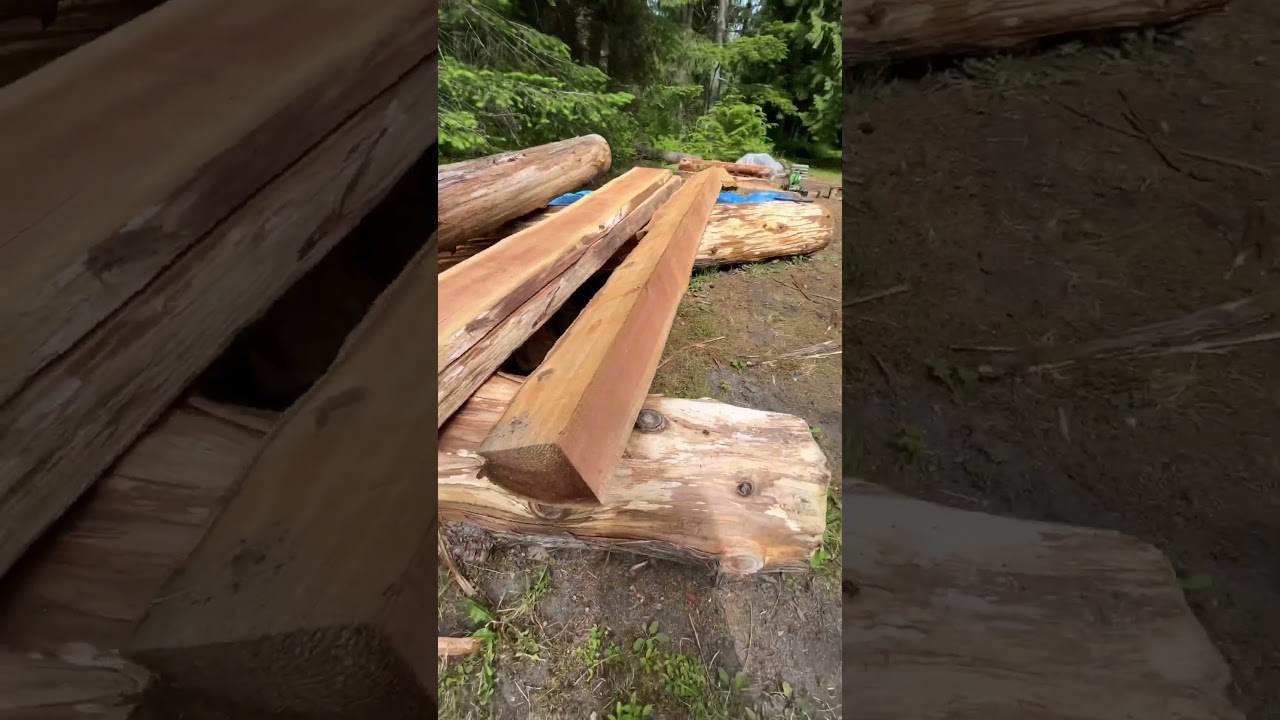 Do the milling do the filming 🤣🤦🏼&zwj;♀️ #hopping #cedarmill #western #cedar #mdmarts #bellacoola #bc