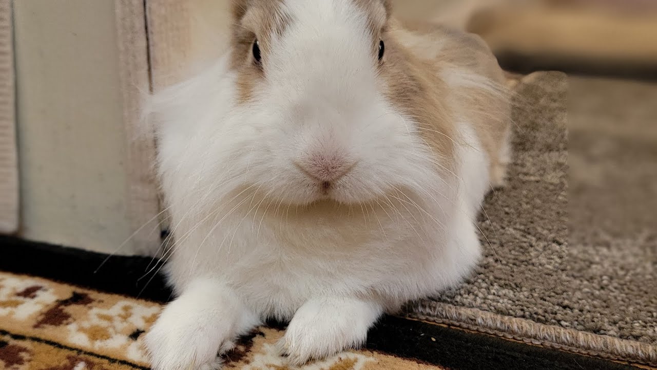That fluffy bunny of Tokyo was relaxing in the afternoon! #可愛い #bunny #rabbit #cute #うさぎ #動物  #かわいい 