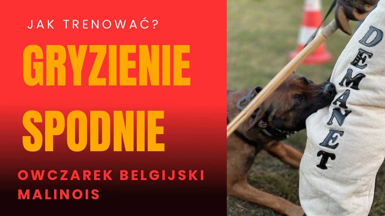 „Gryzienie na Spodniach: Odwołanie, Motywacja i Siła Chwytu – Pełny Instruktaż Krok Po Kroku