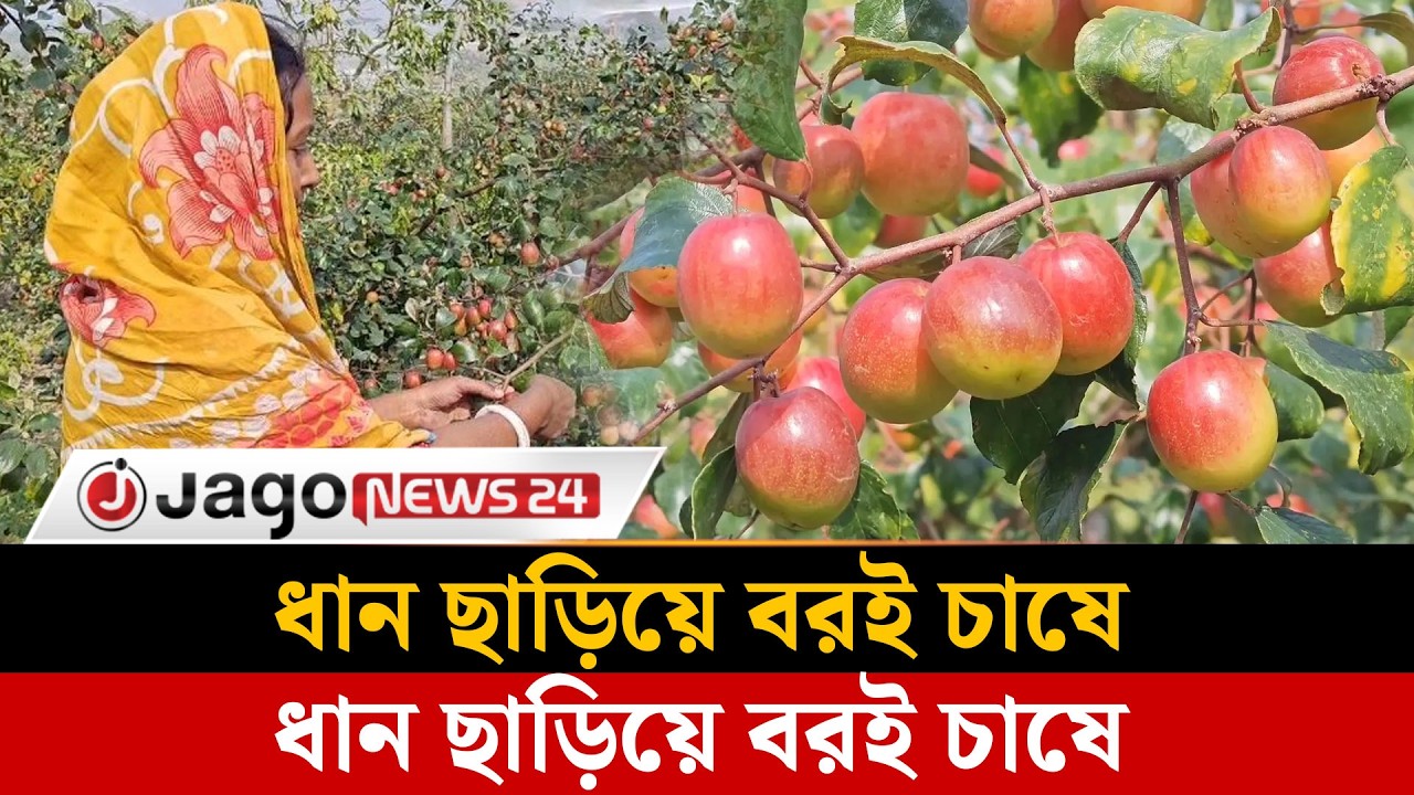 কম খরচে বেশি লাভ, বরই উৎপাদনে আগ্রহী কৃষকেরা | Agriculture |  Jago News