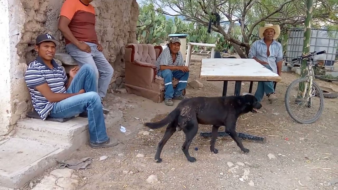 GONZALO Y SUS VACAS... NOTILLAS COAHUILA