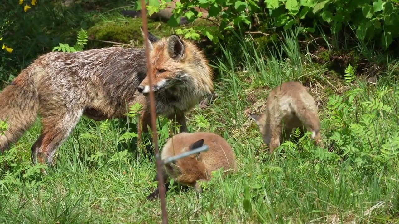 Fuchsfamilie 13. Mai 2025