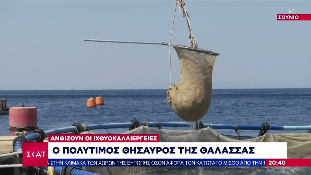 Σε συνεχή ανάπτυξη ο κλάδος των ιχθυοκαλλιεργειών – Ανάρπαστα τα ελληνικά ψάρια | Βραδινό Δελτίο