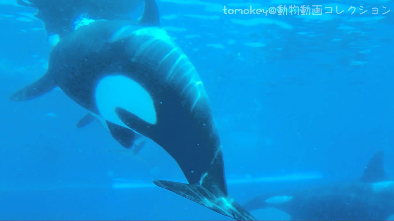 【ラビーにゴハンをもらうルーナ@鴨川シーワールド】 orca,Killer Whales,Luna orca,Killer Whales