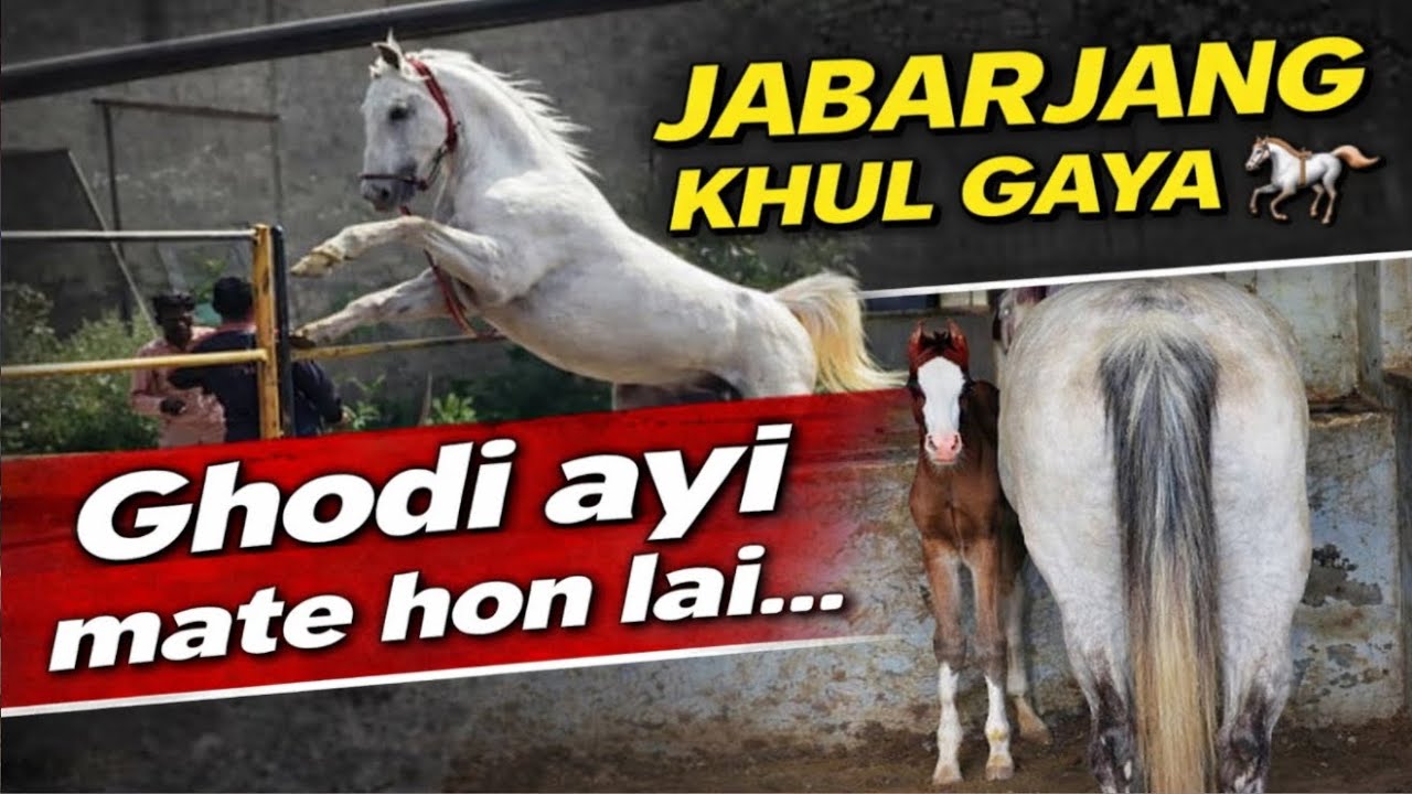 JABARJANG khul gaya🐎// Rajasthan ton ghodi ayi mate hon✅