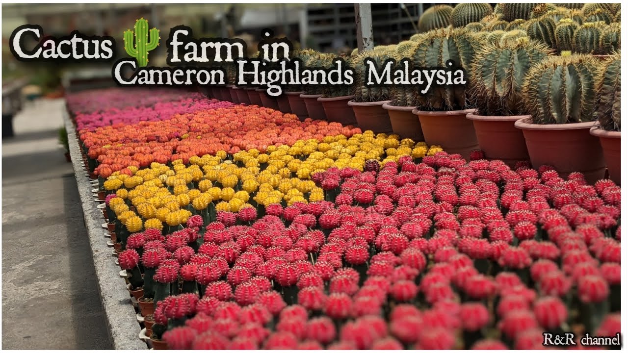 CACTUS FARM IN CAMERON HIGHLAND MALAYSIA 4K @rrchannel6665​