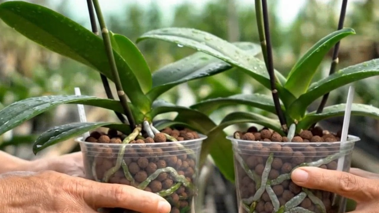 Hoa Lan 24g | Sau khi tôi áp dụng phương pháp này, tôi không bao giờ sợ bị hỏng hoa lan nữa.