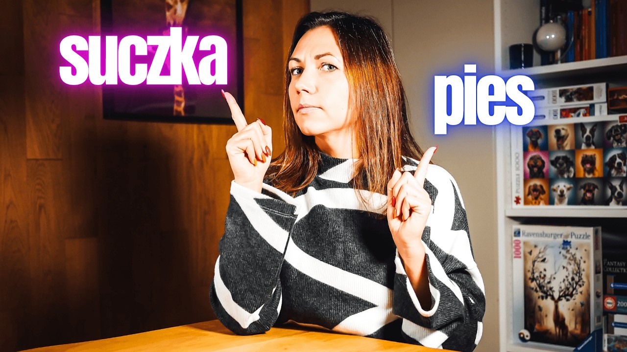 Suczka czy pies?