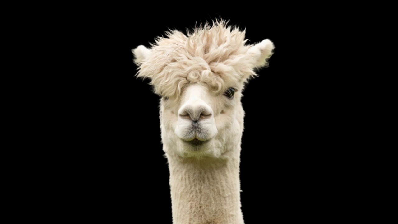 ALPACA  - ALPACA - SOUND EFFECT
