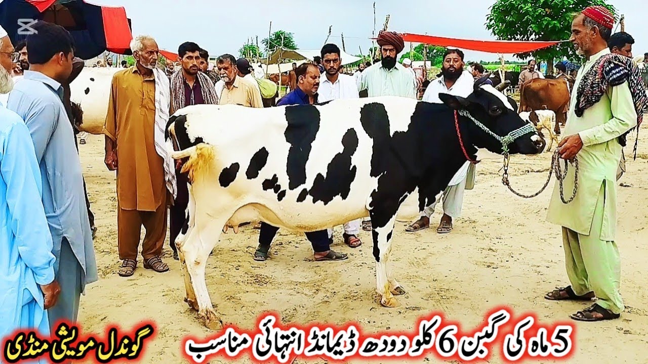  Today Gondal Mandi latest update 4 Aug 2025!Low Prices MilkingCows!Cattle farming in Pakistan!