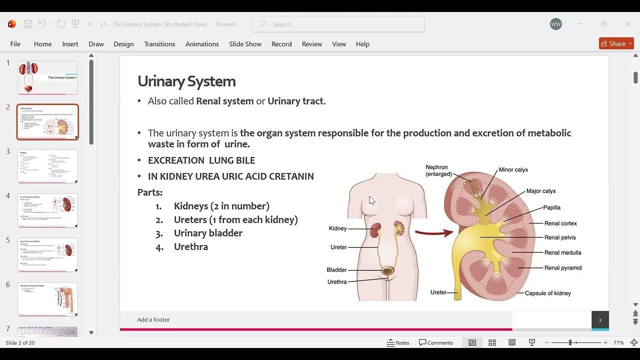 Urinary System Kidneys Gross Structure of Kidney Nephron Borders Location MLT DENTAL RADIOLOGY LEC 1