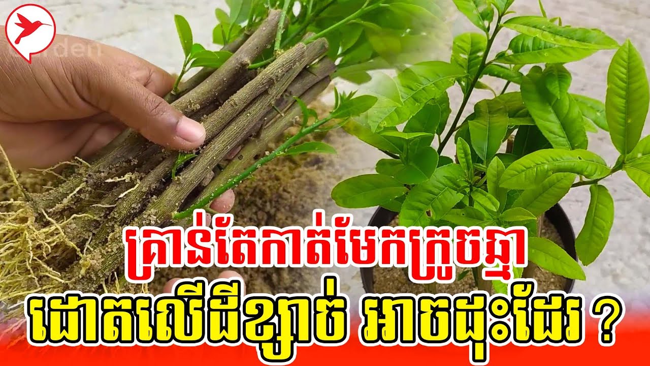 គ្រាន់តែកាត់មែកក្រូចឆ្មាដោតលើដីខ្សាច់ អាចដុះដែរ? | កម្មវិធីកសិកម្ម
