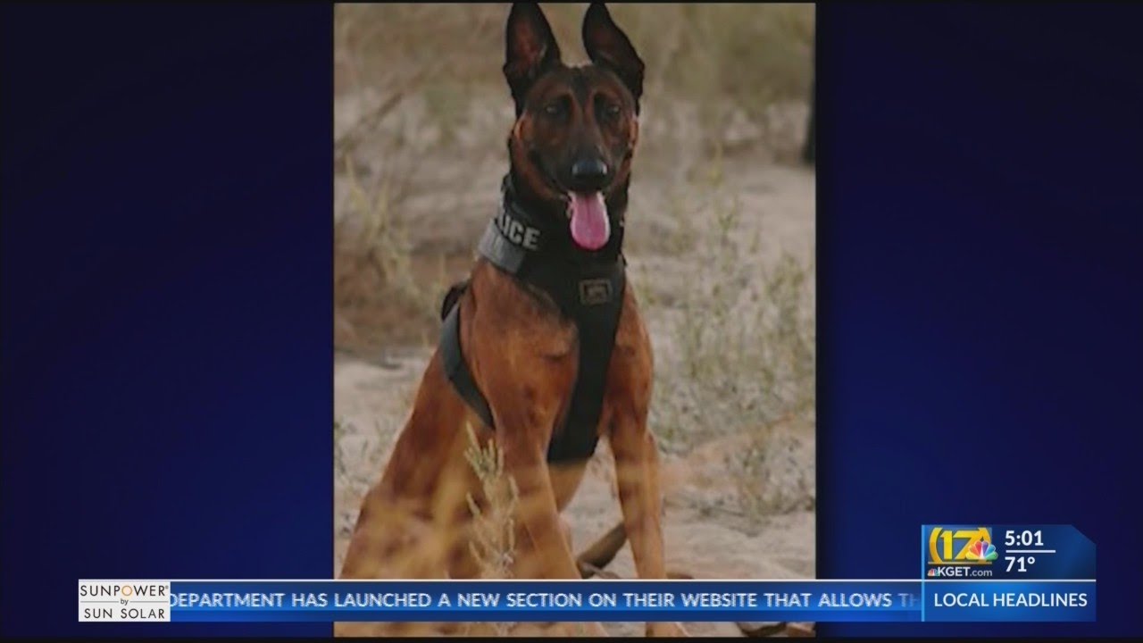 Jango, killed carrying out his K-9 duties, eulogized by BPD in emotional tribute