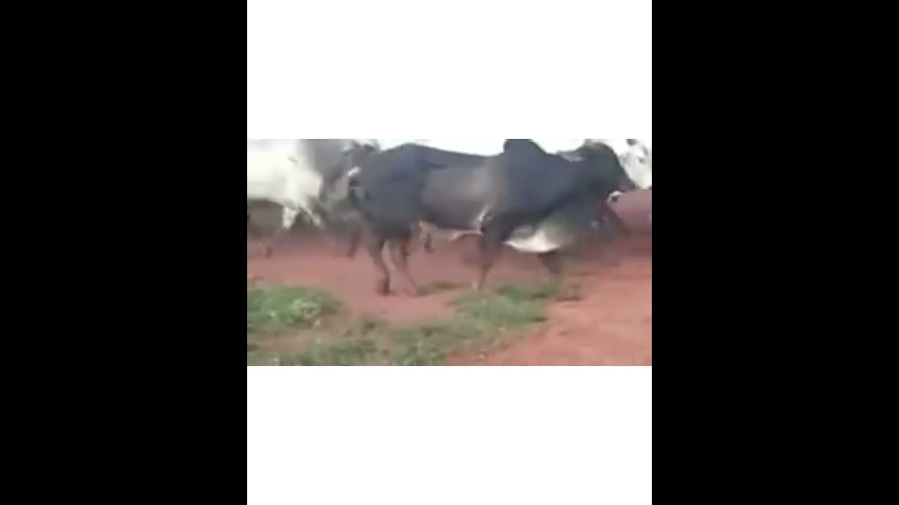 curioso e barqueirinho. Expresso boiadeiro