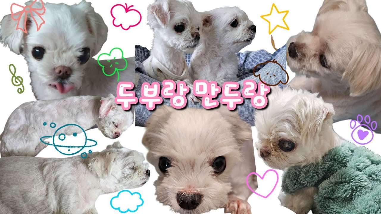 뿌링클 먹고 🍗 전단지 홍보하고 | 일상VLOG 강아지 뿌링클 