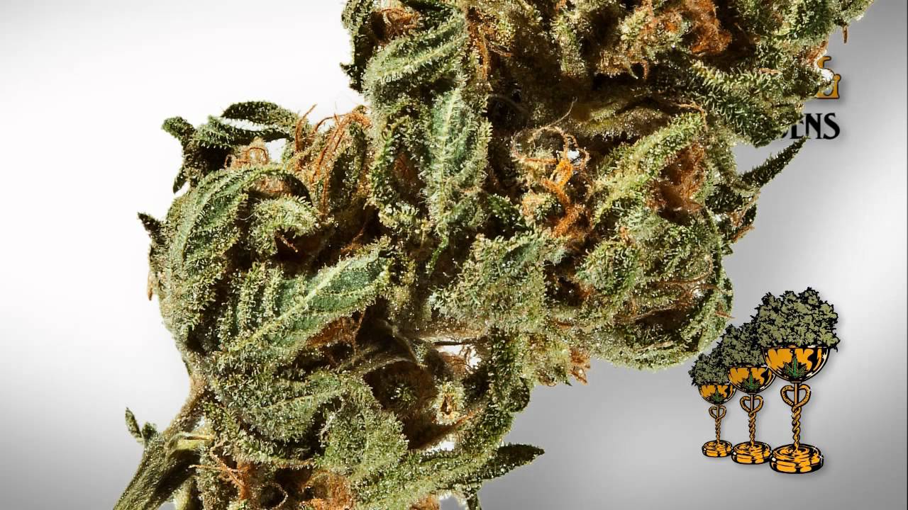 2012 Seattle Medical Cannabis Cup Entries