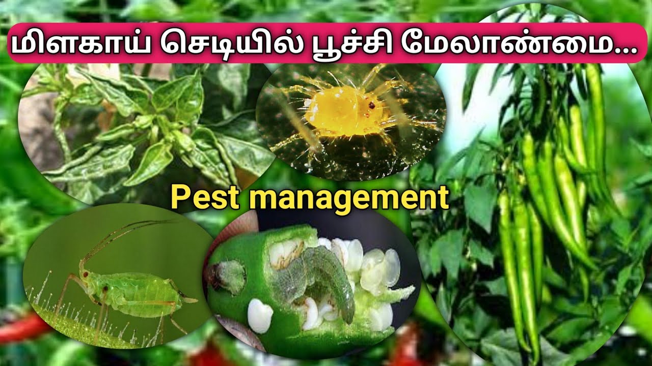 மிளகாய் பயிரில் பூச்சி மேலாண்மை | Chillis pest management @vivasayapokkisham