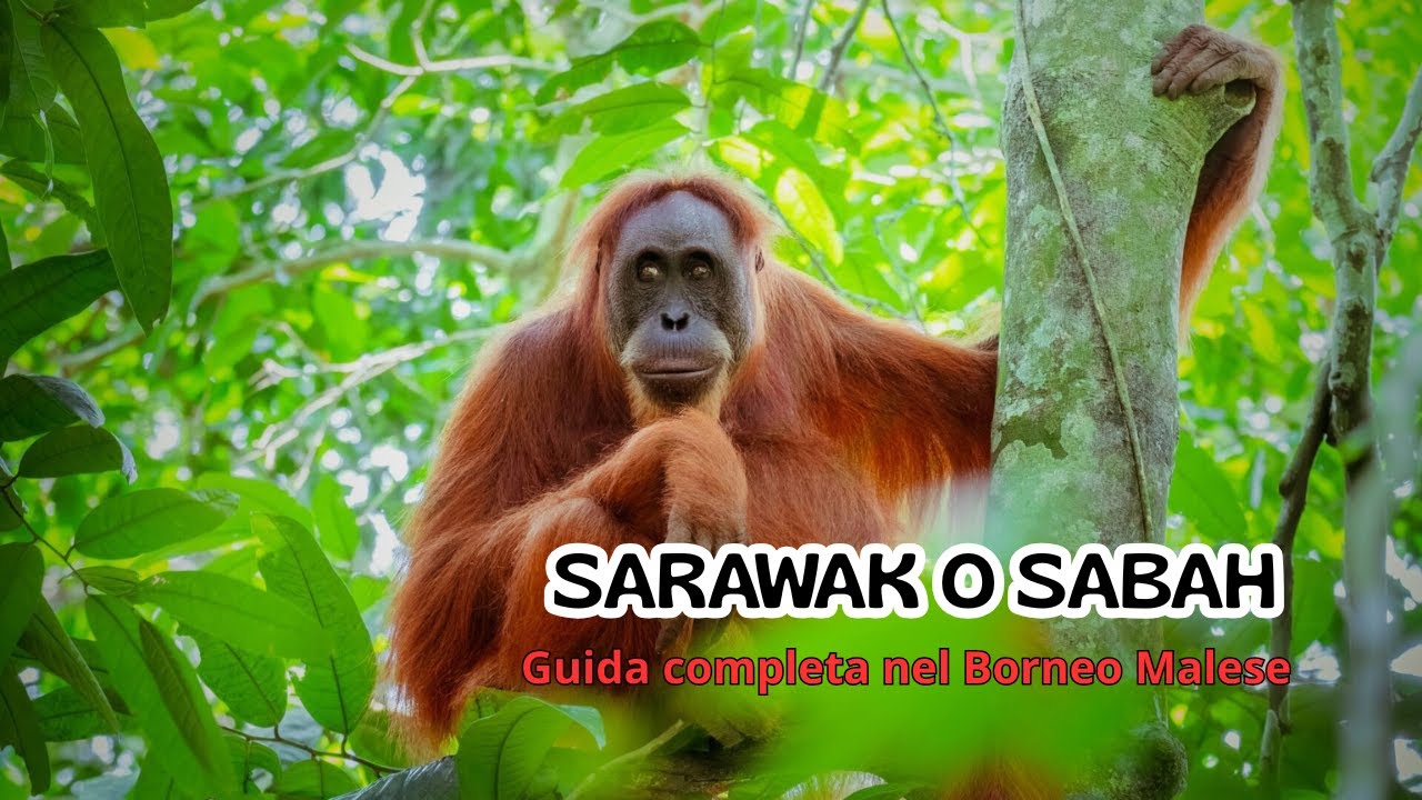 Sarawak o Sabah | Guida completa per creare un viaggio personalizzato