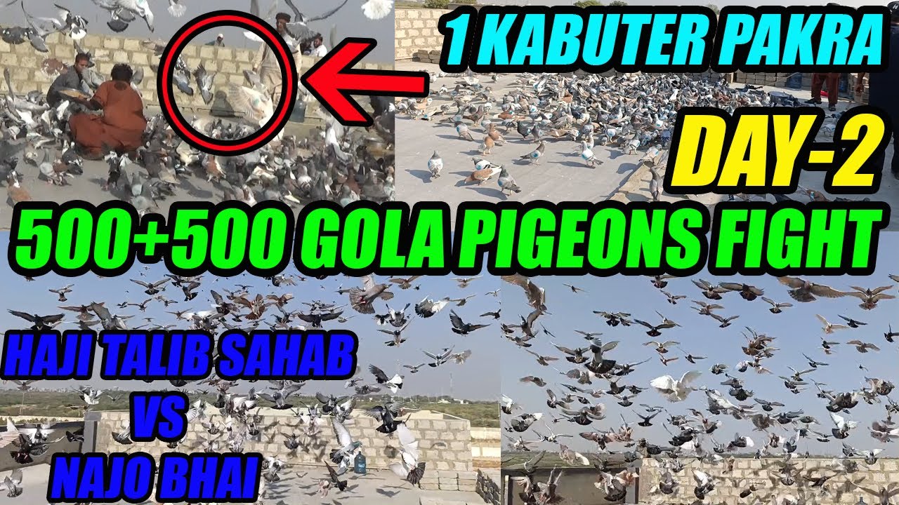 DAY-2 500+500 Gola Pigeons Fight Haji Talib Sahab VS Najo Bhai Gola Kabooter Larraya 1 Kabuter Pakra