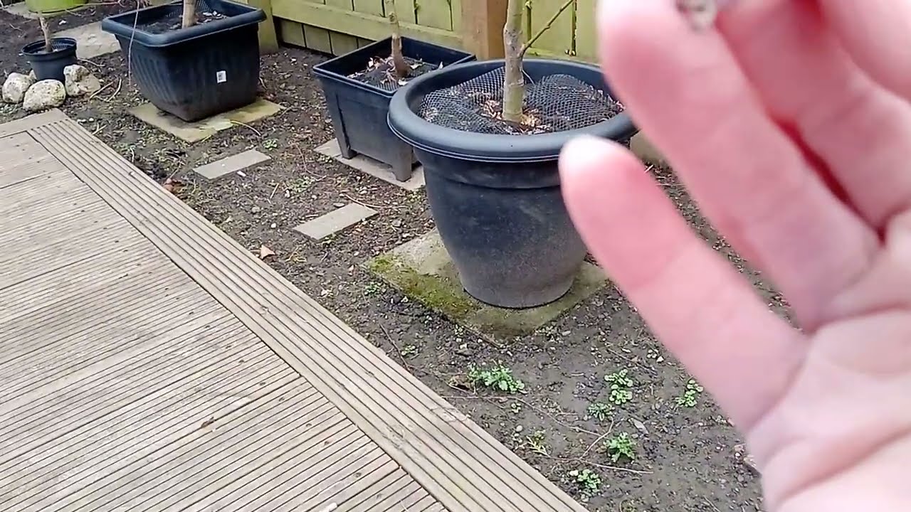 Die-back Pruning For Beginners - Example 6