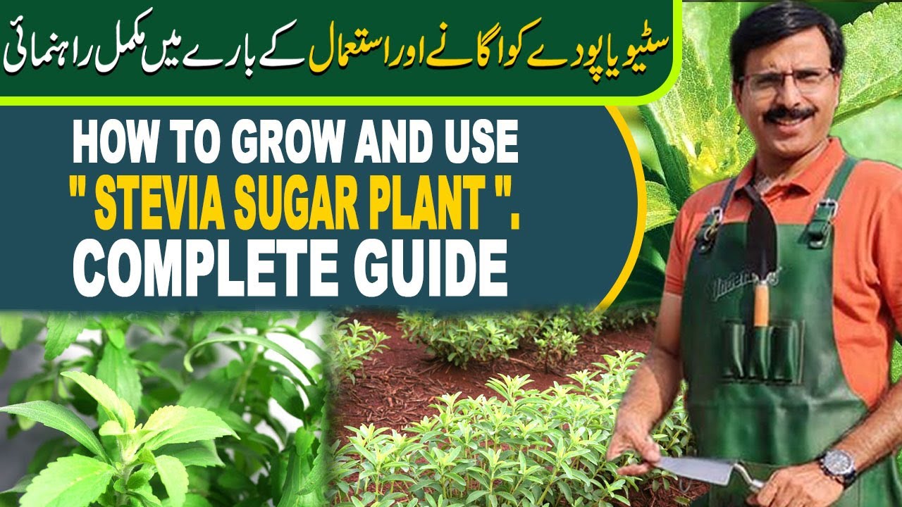 Stevia Sugar Plant, How to grow and use. Complete Guide | Gardening With Javed Iqbal