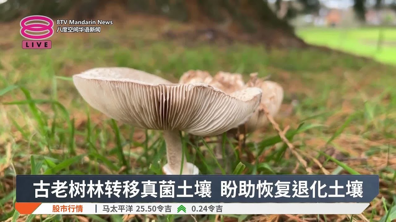真菌土壤移植至新林地  恢复退化土壤保障人类未来【2024.12.05 八度空间华语新闻】