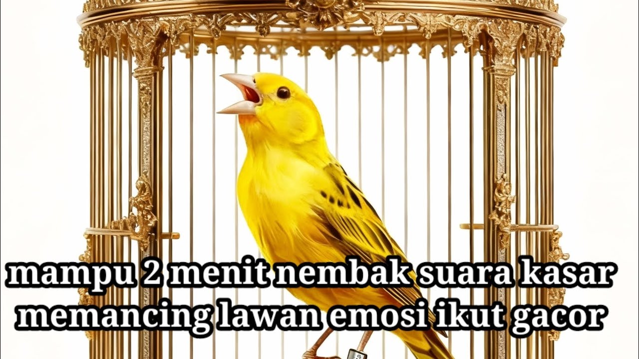 Canary birds' beautiful chirping is never boring to hear every morning