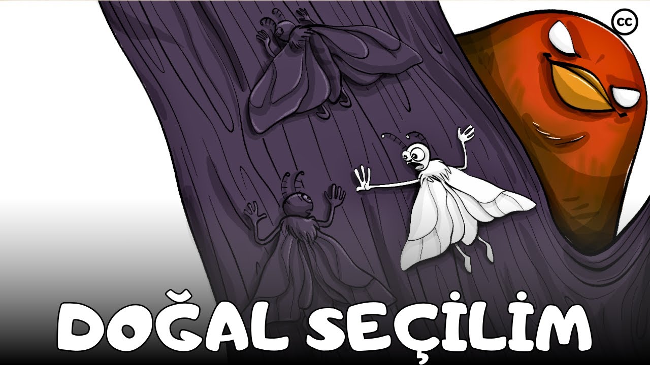 Nasıl Hayatta Kalınır ? | Darwin'in Evrim Teorisi: Doğal Seçilim