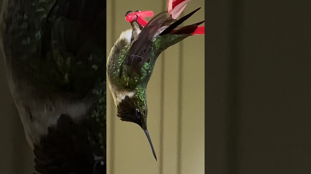 Overheated Hummingbird attempting Torpor !! #hummingbirdtorpor