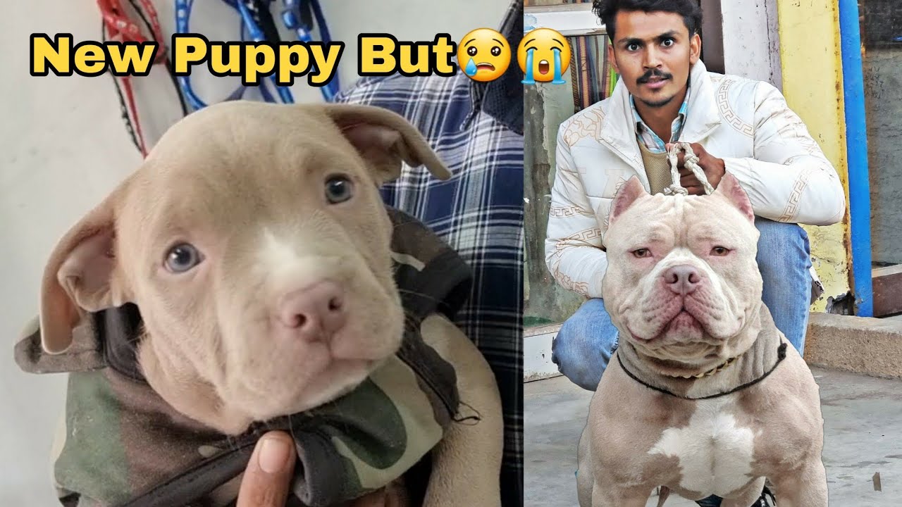 My New Pitbully Puppy But 😭
