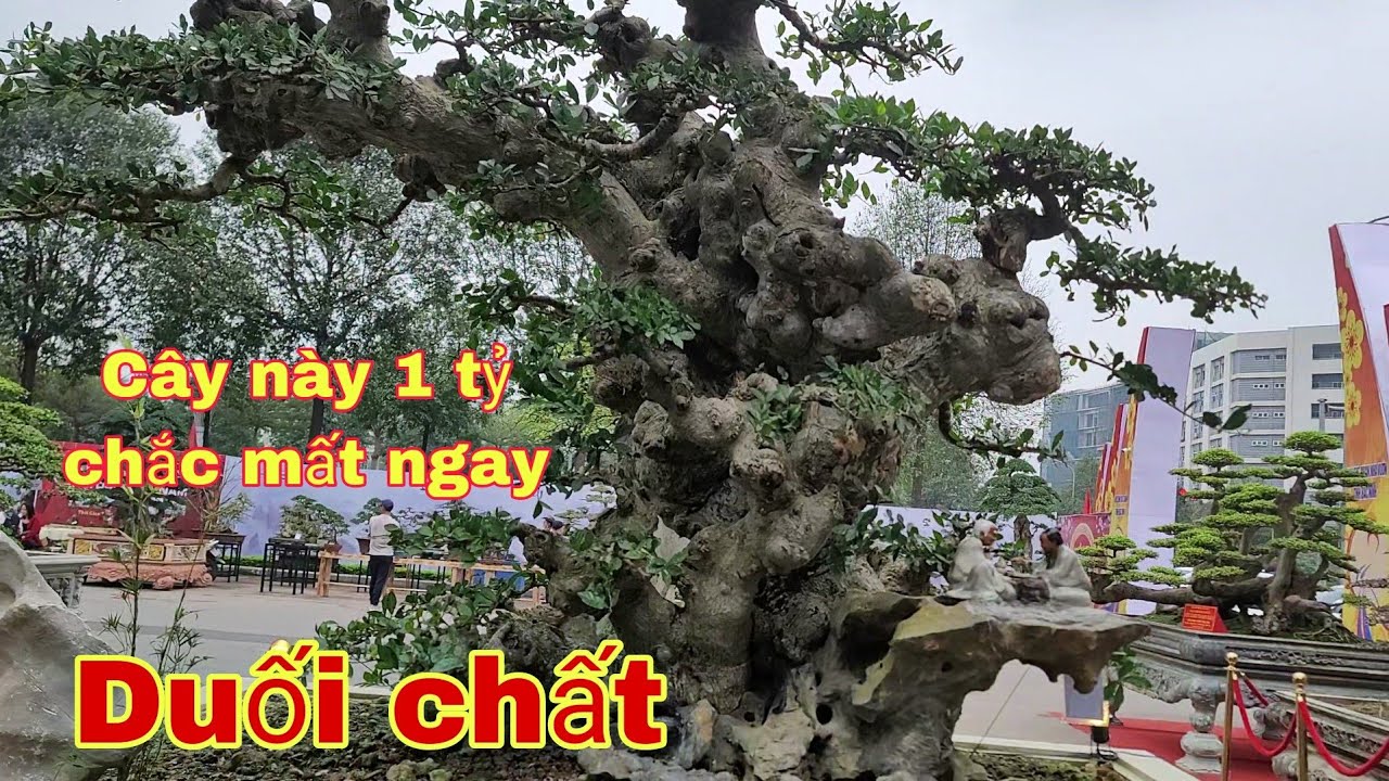 Cây Duối này 1 tỷ chắc là mất ngay..cây này làm tôi ấn tượng nhất về duối ở đây.