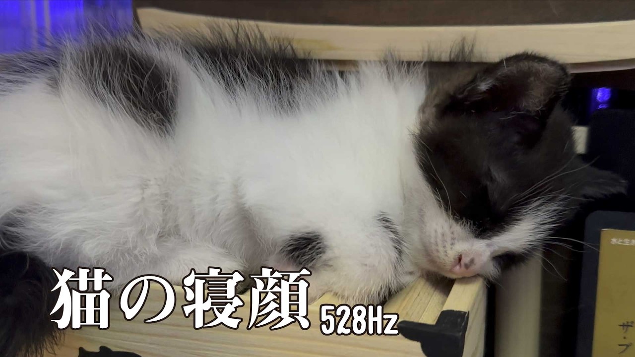 【猫のためのBGM 】リラックス、深い眠り、ストレス解消、落ち着く528Hz音楽｜職業かわいい〜GONZOちゃんねる〜