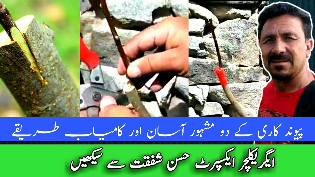 Grafting Techniques in Fruits |  پیوند کاری کا طریقہ | اور اقسام ||۔Paiwnad kari karnay ka triqa