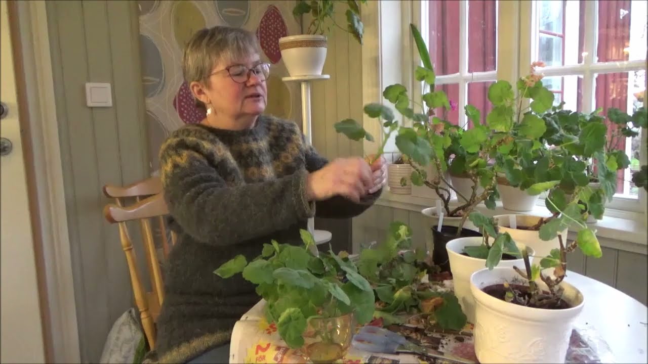 Avsnitt 7, 2022  Beskär och tar sticklingar av pelargoner
