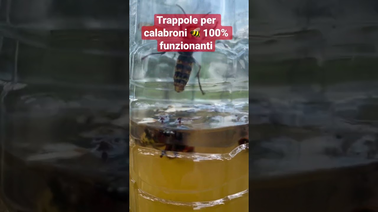 Trappole per calabroni 🐝 100% funzionanti