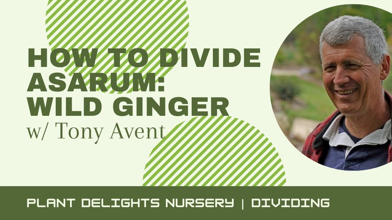 How to Divide Asarum - Wild Ginger