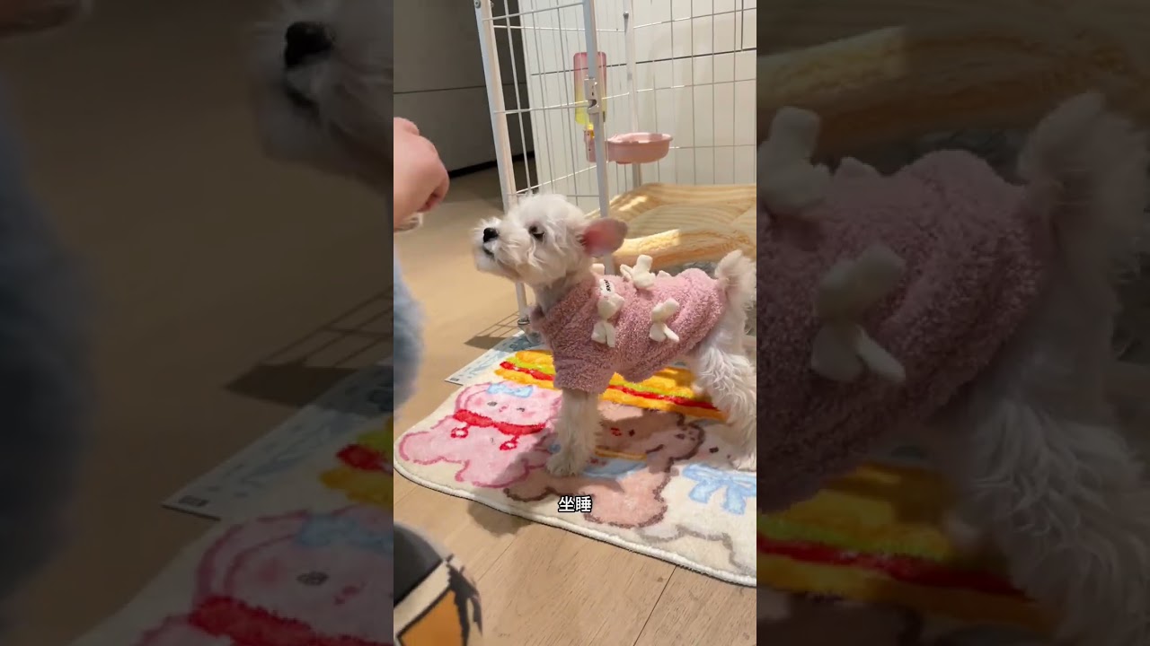 vlog Raising dogs at eight in the morning Training puppies Raising two healing puppies #A
