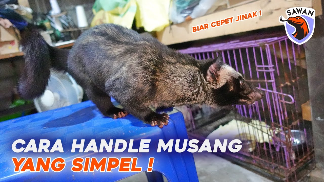 CARA HANDLE MUSANG YANG MUDAH ! #SAWAN