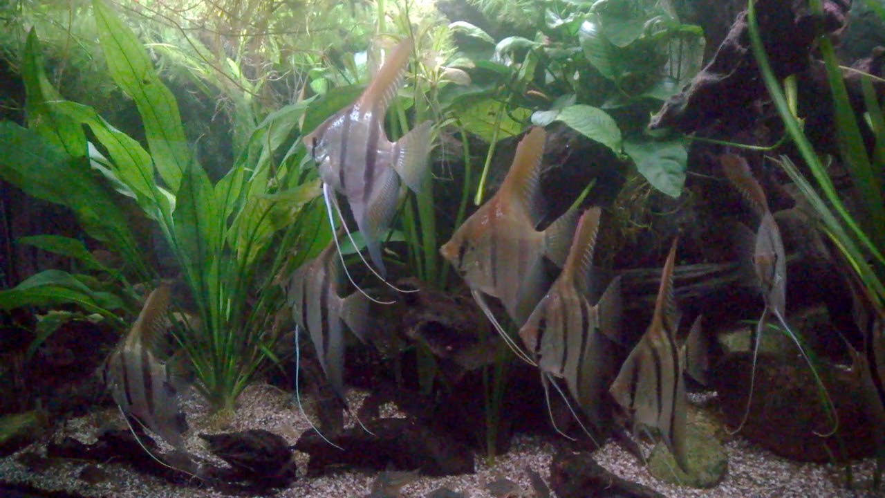 Pterophyllum Santa Isabel, one year