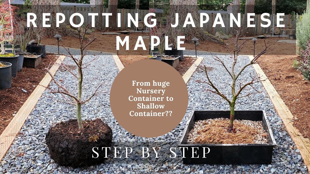 Repotting Japanese Maple from Huge Nursery Container to Shallow Container - Step By Step